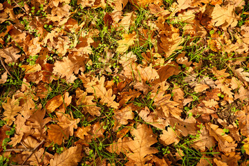 yellow leaves in autumn lie on the ground