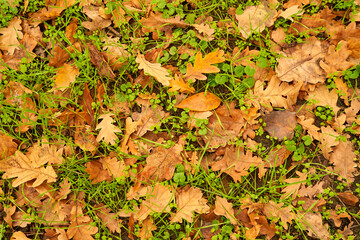 yellow leaves in autumn lie on the ground