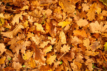 yellow leaves in autumn lie on the ground