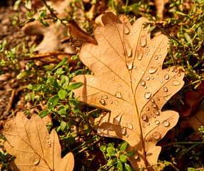 oak leaf lies on green grass