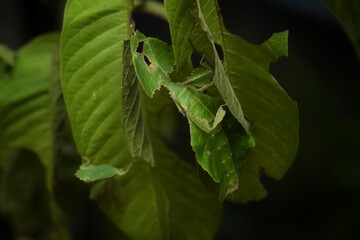 It looks like a leaf with both the core and the veins. That is like being eaten by an insect It will have the appearance of a grasshopper's tentacles, the leaves will be a thread. 
