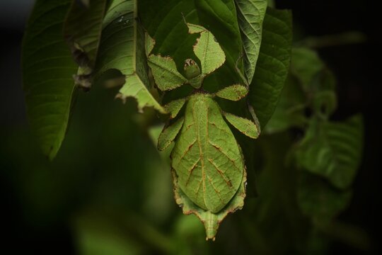 It looks like a leaf with both the core and the veins. That is like being eaten by an insect It will have the appearance of a grasshopper's tentacles, the leaves will be a thread. 