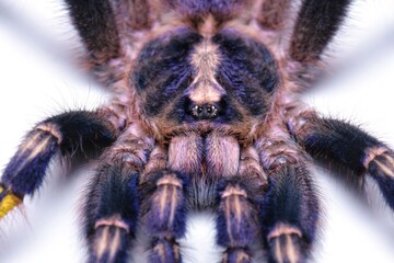 It is one of the most beautiful and outstanding species in the world of Tarantula because of the...