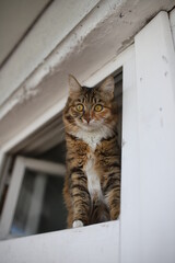 cat