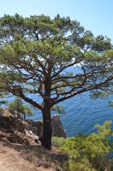 Fototapeta na wymiar tree in the mountains near sea