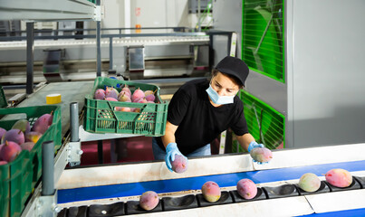 Adult woman wearing face mask checking quality of selected mangos at fruit storage