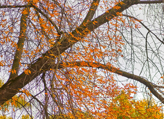 yellow leaves in autumn on tree tops