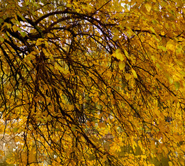 yellow leaves in autumn on tree tops