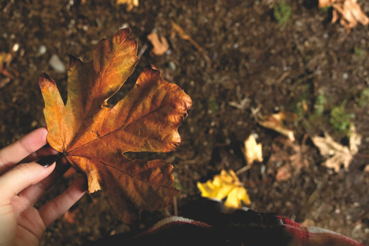 A girl is holding Golden Maple Leaf in her hand. Autumn (Fall) in Vancouver,Canada.