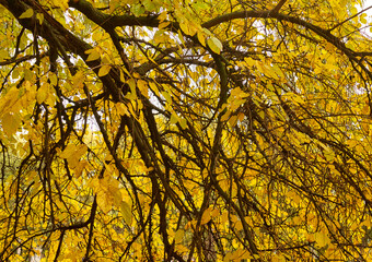 yellow leaves in autumn on tree tops