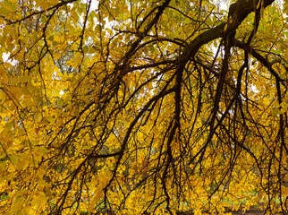 yellow leaves in autumn on tree tops