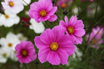 Obraz premium 한국의공원에핀코스모스입니다,