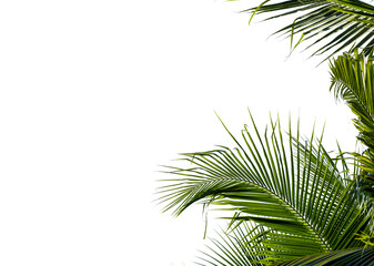 coconut palm leaf isolated on white with clipping path for object and retouch design.