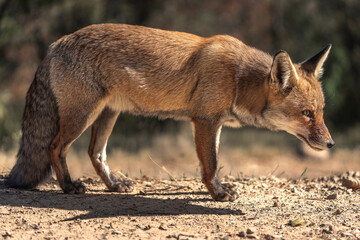 Little red fox looking for food