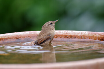 kleiner vogel badet im wasser