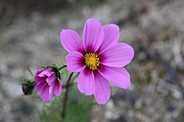 한국의공원에핀코스모스입니다,