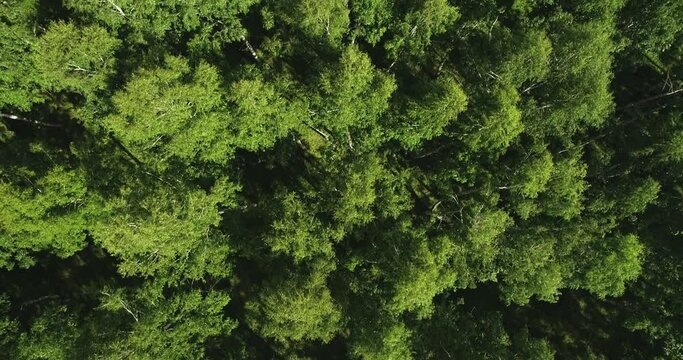 Birch forest with green grass / fast moving in forest. Aerial top down wide mid view at summer sunny sunset