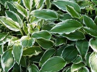Hosta undulata ‘Albomarginata’. Plantain lily or hosta cultivated for their incredible elegant texture and colorful leaves, green with white margin. 