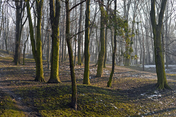 Obraz premium trees in the forest