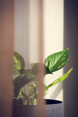 Decorative house plant in pot near window and brown curtains with natural light. Creative nature background. copy space .decor of the room.