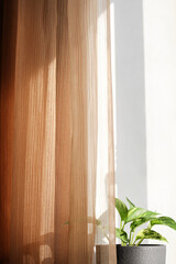Decorative house plant in pot near window and brown curtains with natural light. Creative nature background. copy space .decor of the room.