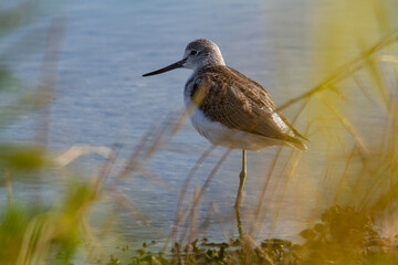 pantana marsh bird po delta regional park comacchio iitaly