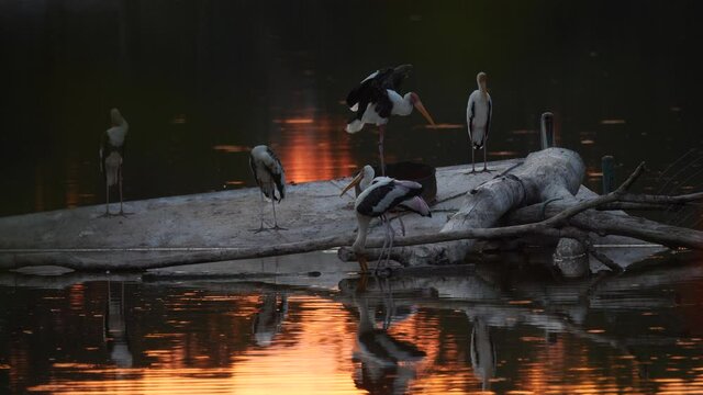 slow-motion shot of bird, Open-billed stork, Asian openbill, Anastomus oscitans living on lake in Thailand at sunset