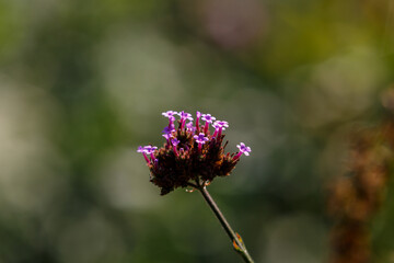 Petal of blooming flower in garden