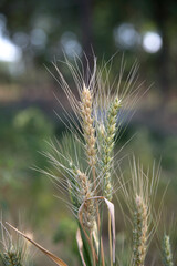Close-up of ripening wheat ears in summer field