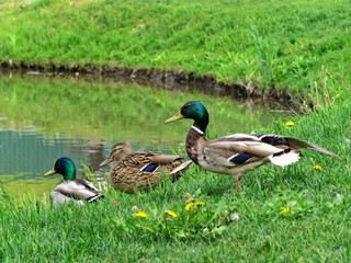 Duck-mallards on the shore of the pond