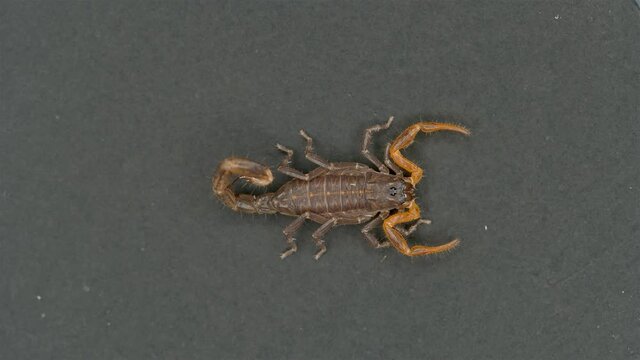 Parthenogenetic scorpion Lychas tricarinatus, family Buthidae, Distributed in India, feeds on insects and their larvae. Life expectancy is about 7 years. Macro