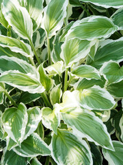 Hosta undulata | plantain lily flower, luxurious foliage plant with round cupped and puckered, wavy, pale-green leaves white margin