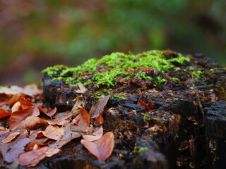 green moss on tree