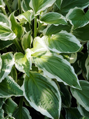 Hosta undulata | plantain lily flower, foliage plant with round cupped and puckered, wavy, pale-green leaves white margin