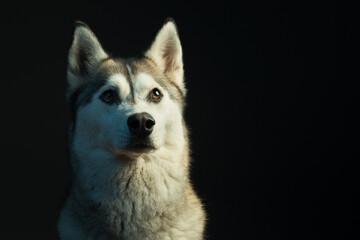 siberian husky dog profile headshot close up in the studio in dramatic lighting looking up