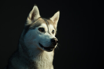 siberian husky dog profile headshot close up in the studio in dramatic lighting looking curious