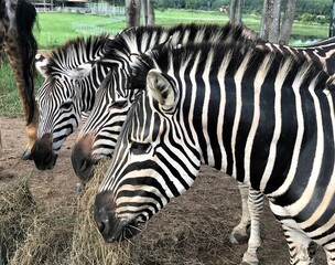 Three zebras eating grass in the zoo, animal life  