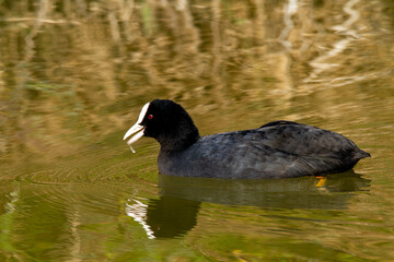coot po delta regional park comacchio iitaly