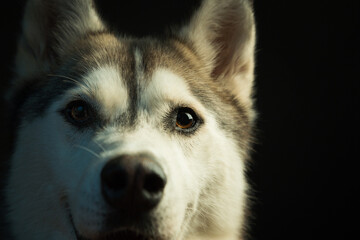 siberian husky dog looking at the camera headshot close up in the studio in dramatic lighting