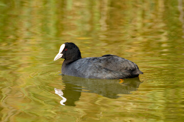 coot po delta regional park comacchio iitaly
