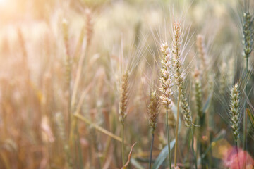 Fototapeta premium Close-up of wheat ears in the field about to ripen