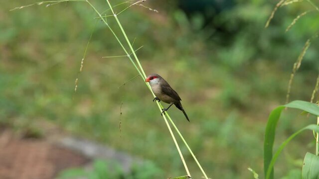 common waxbill Estrilda astrild or St Helena waxbill sitting on a long grass red masked bird Martinique