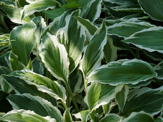 Hosta undulata ‘Albomarginata’ - Closeup of plantain lily wavy leaf with cupped and puckered pale-green color with ivory margin