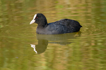 coot po delta regional park comacchio iitaly