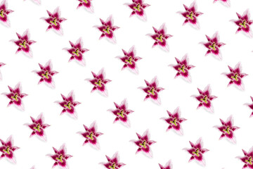 isolated pink Lilly flower bloom on white background, lilly flower flat lay