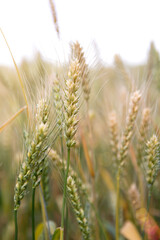 Close-up of wheat ears in the field about to ripen