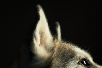 siberian husky dog profile headshot ears close up in the studio in dramatic lighting © Oszkár Dániel Gáti