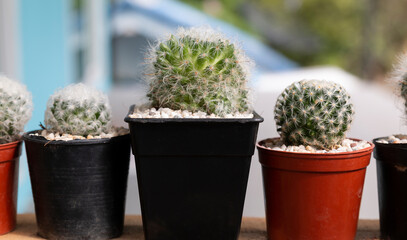 Rolls of small cactus in pot. Succulent cactus plant garden.  Mini cactus in small pot, home garden, plant for decoration on terrace fence. Little cactus on small pot.