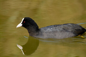 coot po delta regional park comacchio iitaly