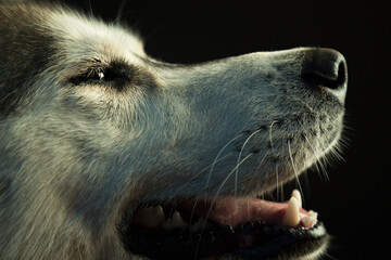 siberian husky dog profile headshot close up in the studio smiling in dramatic lighting